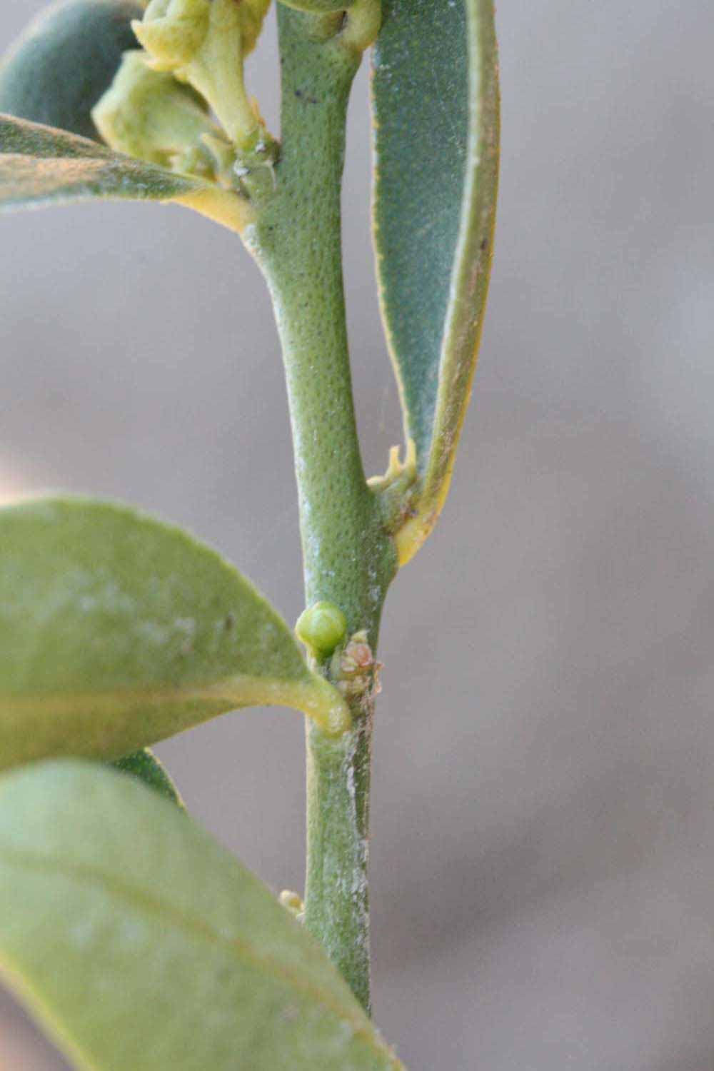            First year twig (Riverside, CA)   